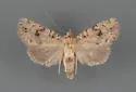 Homorthodes rubritincta - Hodges#10538 - photo 3