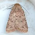 Homorthodes rubritincta - Hodges#10538 - photo 4
