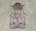 Homorthodes rubritincta - Hodges#10538 - photo 5