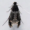 Homosetia argentinotella - Hodges#0284