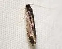 Homosetia argentinotella - Hodges#0284 - photo 3