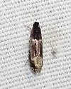 Homosetia argentinotella - Hodges#0284 - photo 4