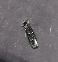 Homosetia argentinotella - Hodges#0284 - photo 5