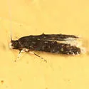 Homosetia bifasciella - Hodges#0287