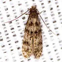 Homosetia bifasciella - Hodges#0287 - photo 2