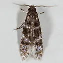 Homosetia bifasciella - Hodges#0287 - photo 3