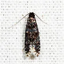 Homosetia bifasciella - Hodges#0287 - photo 4