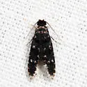 Homosetia bifasciella - Hodges#0287 - photo 5