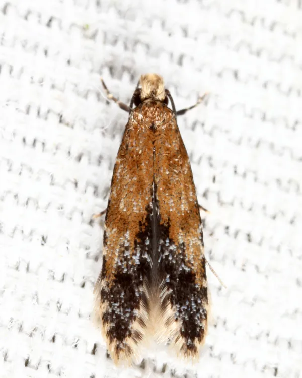 Homosetia costisignella - Hodges#0289 - photo 2