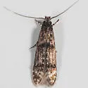 Homosetia fasciella - Hodges#0291