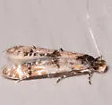 Homosetia fasciella - Hodges#0291 - photo 2