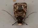 Homosetia fasciella - Hodges#0291 - photo 3