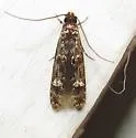 Homosetia fasciella - Hodges#0291 - photo 4