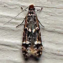 Homosetia fasciella - Hodges#0291 - photo 5