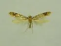 Homosetia marginimaculella - Hodges#0293