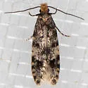 Homosetia marginimaculella - Hodges#0293 - photo 2
