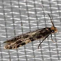 Homosetia marginimaculella - Hodges#0293 - photo 3