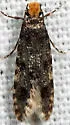 Homosetia marginimaculella - Hodges#0293 - photo 4