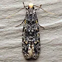 Homosetia undescribed sp. 5 - photo 4