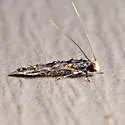 Homosetia undescribed sp. 5 - photo 5