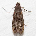 Homosetia undescribed sp. 3 - photo 2