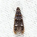 Homosetia tricingulatella - Hodges#0295
