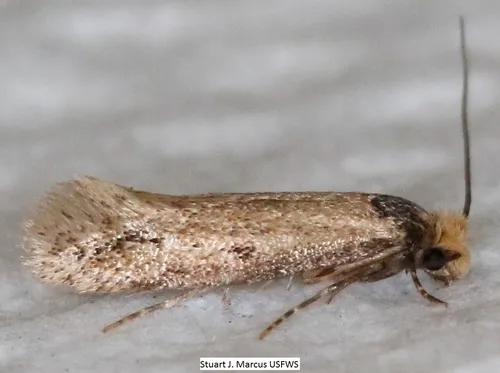 Curved-lined Homostinea Moth