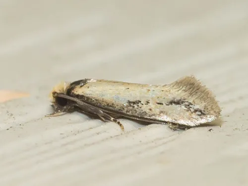 Curved-lined Homostinea Moth - photo 5