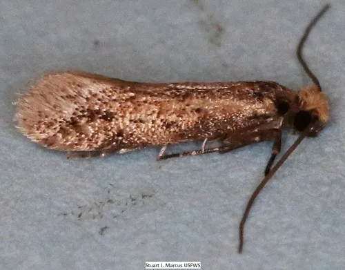 Curved-lined Homostinea Moth - photo 6