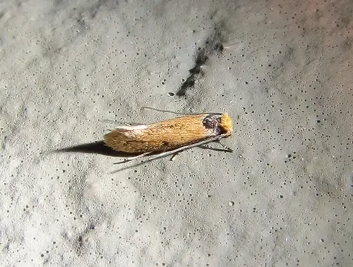 Curved-lined Homostinea Moth - photo 7