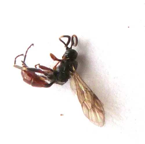 Homotherus locutor - photo 2