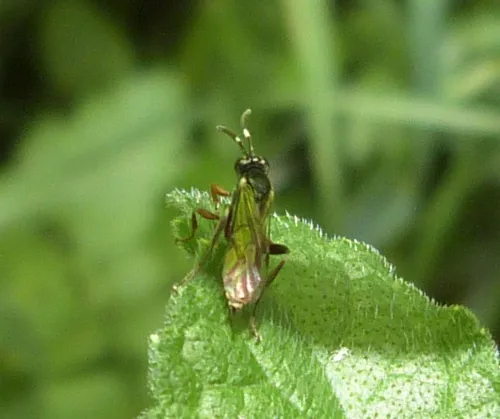 Homotherus locutor - photo 3