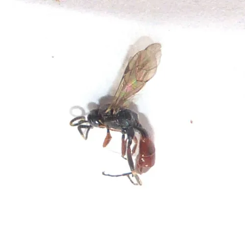 Homotherus locutor - photo 4