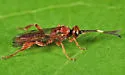 Homotherus porcelariae - photo 2