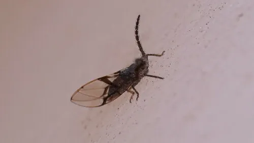 Homotoma bakeri