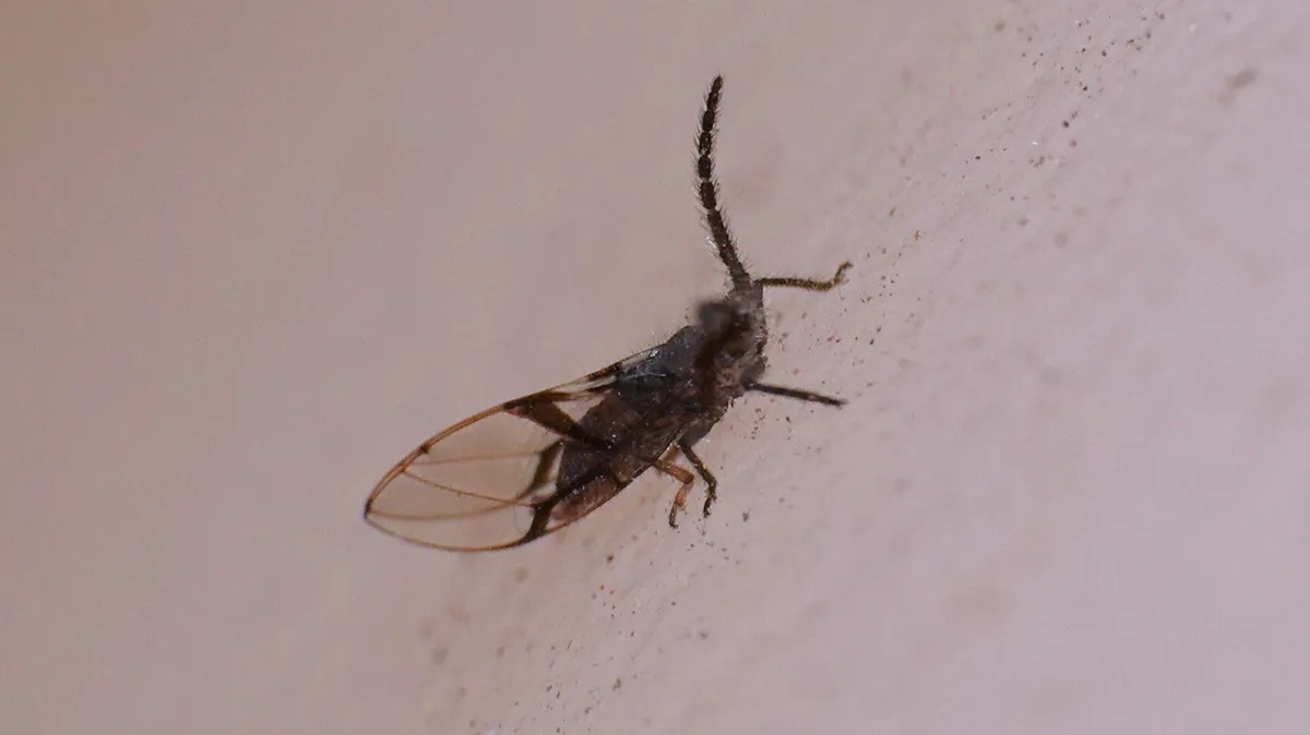 Homotoma bakeri - photo 3