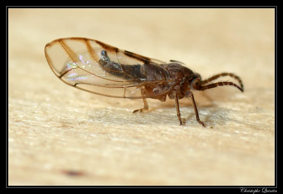 Fig Psylla