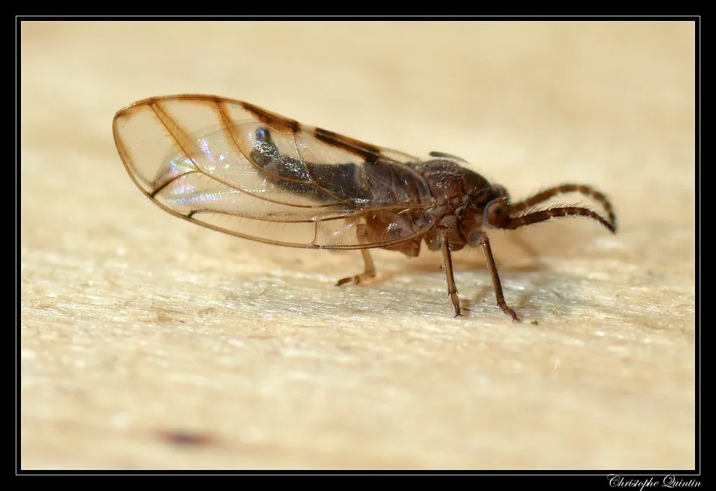 Fig Psylla - photo 2