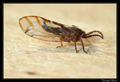 Fig Psylla - photo 3