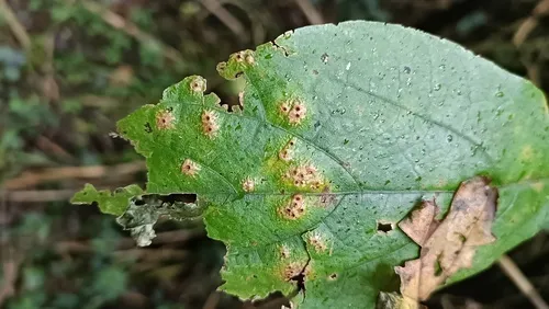 Homotoma maculata