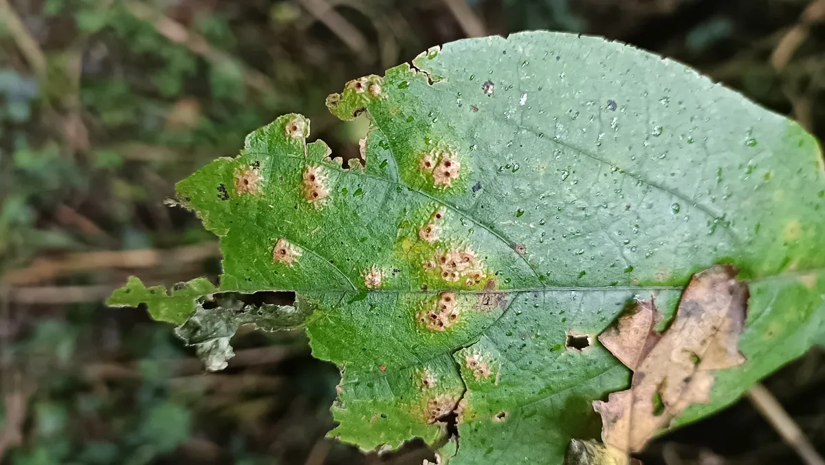 Homotoma maculata - photo 3