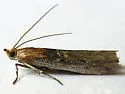Honora mellinella - Hodges#5919