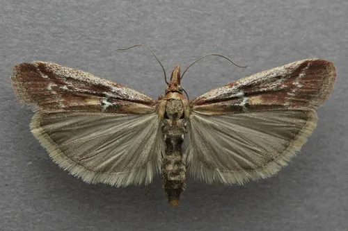 Honora montinatatella - Hodges#5923