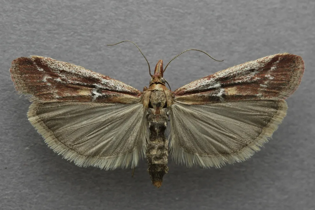 Honora montinatatella - Hodges#5923 - photo 2