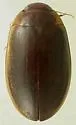 Hoperius planatus - Hoperius planatus