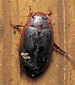 Hoperius planatus - photo 2