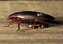 Hoperius planatus - photo 3