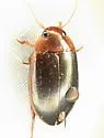 Hoperius planatus - photo 4