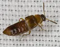 Hoplandria lateralis - Hoplandria lateralis