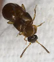 Hoplandria lateralis - photo 2